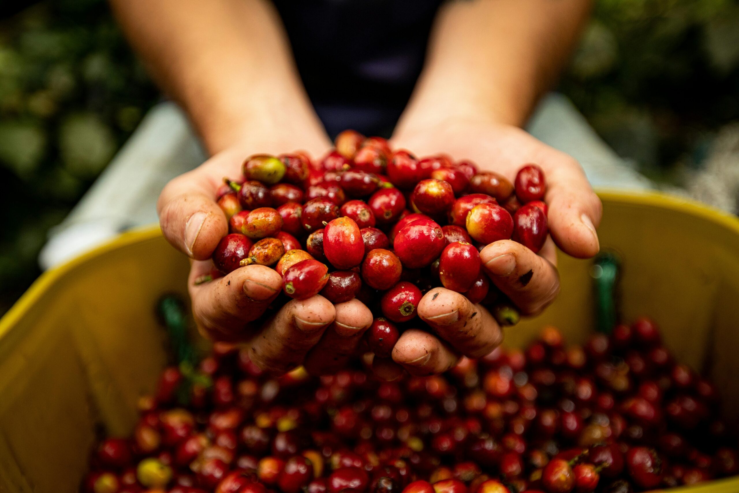 A close-up view of premium roasted coffee beans representing the high-quality yield from the precision agriculture project.
