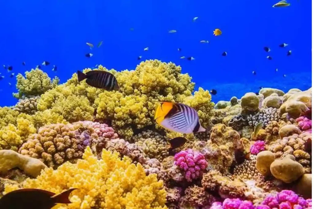 A sunlit, colorful coral reef ecosystem teeming with small fish in the clear blue water of the Red Sea.
